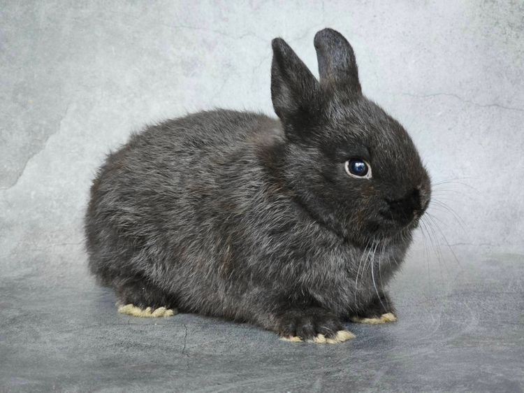 กระต่ายหลายสายพันธุ์ รูปที่ 5