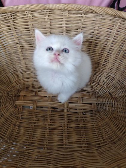 แมวเปอร์เซีย รูปที่ 4