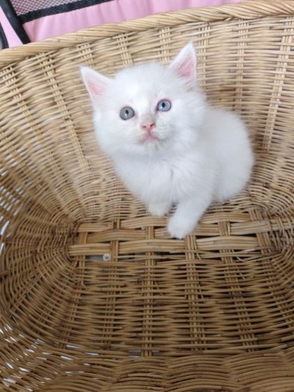 แมวเปอร์เซีย รูปที่ 2