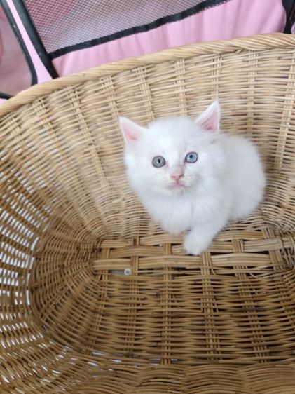 เปอร์เซีย (Persian) แมวเปอร์เซีย