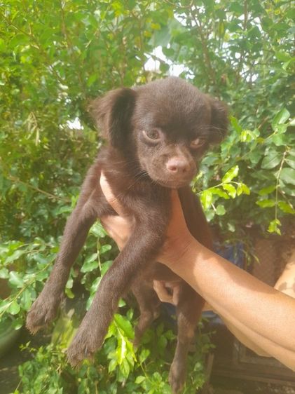 ชิวาวา (Chihuahua) กลาง ชิวาวาขนยาว ผู้ ช็อกเข้ม 