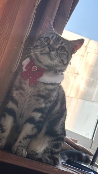 น้องแมวอเมริกัน ช็อตแฮร์ และบริติช ช็อตแฮร์ พันธุ์แท้ 💯 ทำหมันแล้ว รูปที่ 4