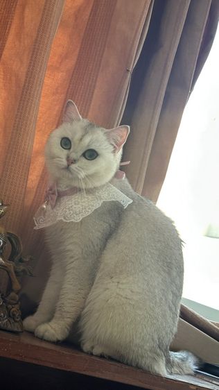 น้องแมวอเมริกัน ช็อตแฮร์ และบริติช ช็อตแฮร์ พันธุ์แท้ 💯 ทำหมันแล้ว รูปที่ 12