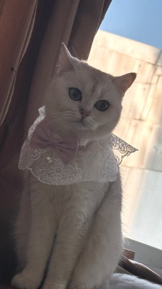 น้องแมวอเมริกัน ช็อตแฮร์ และบริติช ช็อตแฮร์ พันธุ์แท้ 💯 ทำหมันแล้ว รูปที่ 13