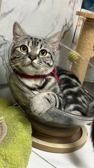 น้องแมวอเมริกัน ช็อตแฮร์ และบริติช ช็อตแฮร์ พันธุ์แท้ 💯 ทำหมันแล้ว รูปที่ 3