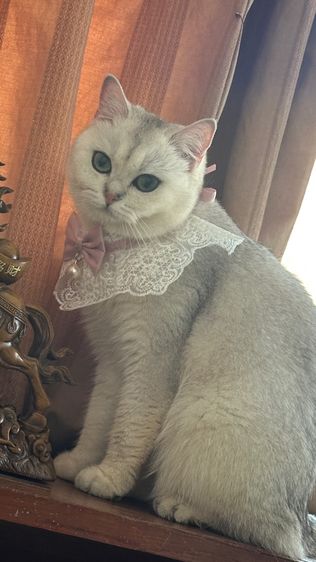 น้องแมวอเมริกัน ช็อตแฮร์ และบริติช ช็อตแฮร์ พันธุ์แท้ 💯 ทำหมันแล้ว รูปที่ 11