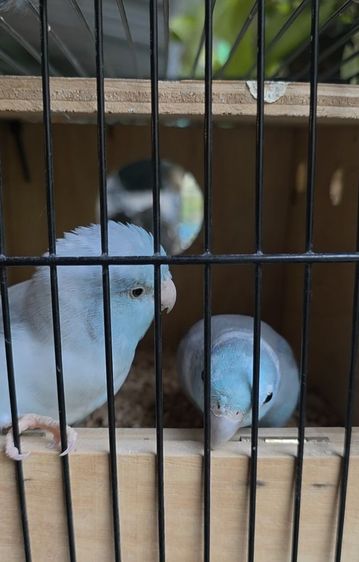 นกแก้วฟอพัส รูปที่ 3