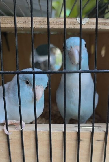 นกแก้วฟอพัส