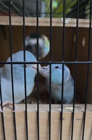 นกแก้วฟอพัส รูปที่ 2