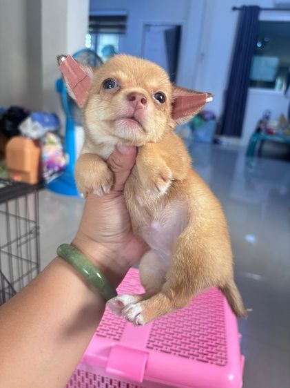 ❌ได้บ้านแล้ว❌ชิวาว่า รูปที่ 4