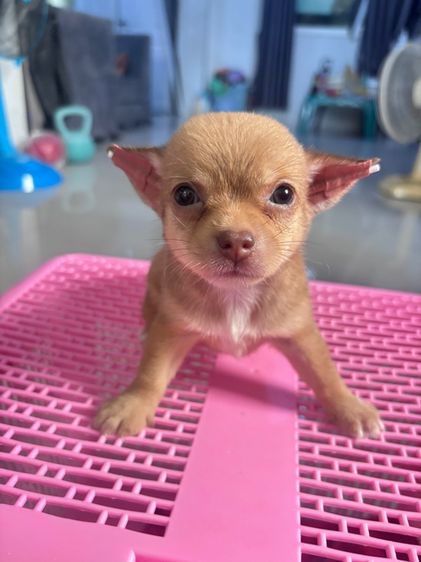 ชิวาวา (Chihuahua) เล็ก ❌ได้บ้านแล้ว❌ชิวาว่า