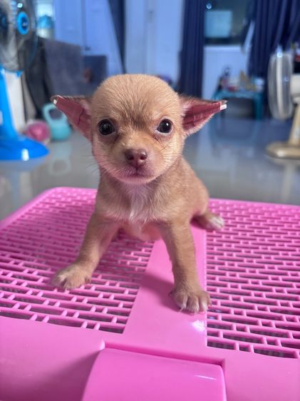 ❌ได้บ้านแล้ว❌ชิวาว่า รูปที่ 2