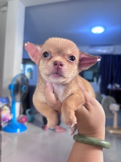 ❌ได้บ้านแล้ว❌ชิวาว่า รูปที่ 3