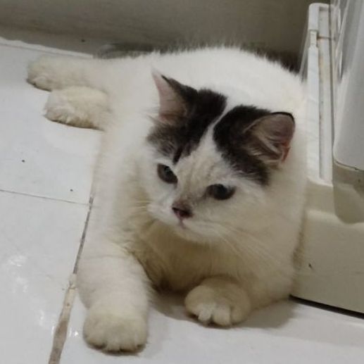 สก็อตติช โฟลด์ (Scottish Fold) แมวงอกหาคนแบ่งไปเลี้ยงจ้า