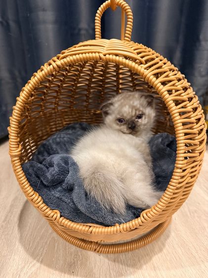 สก็อตติช โฟลด์ (Scottish Fold) ขาย ลูกแมว สก๊อตติช หูพับ