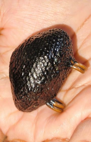 เปิดค่ะ เครื่องรางไม่ทราบที่ รูปที่ 2