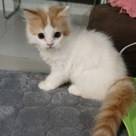 สก็อตติช โฟลด์ (Scottish Fold) รับผมไปด้วยได้มั้ย