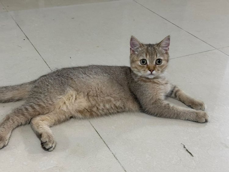 บริติช แบ่งเลี้ยง รูปที่ 5