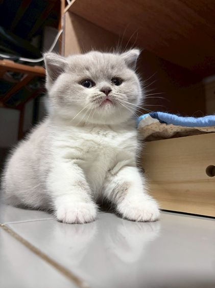 บริติช ไลแลค  รูปที่ 8