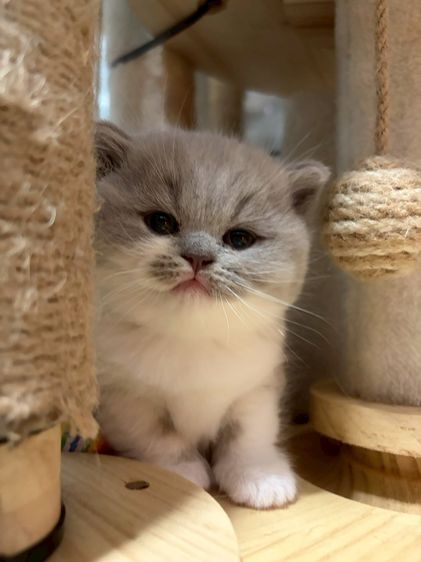 บริติช ไลแลค  รูปที่ 11