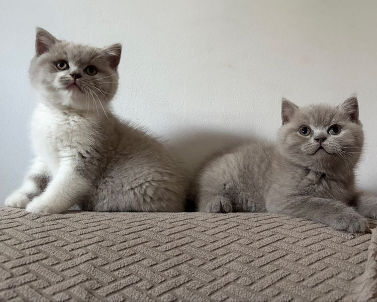 บริติช ชอร์ตแฮร์ (British Shorthair) บริติช ไลแลค 