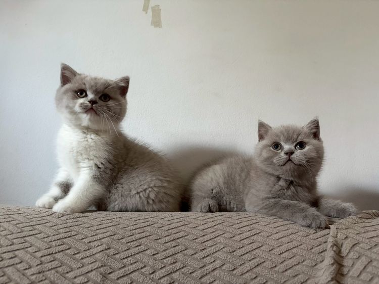 บริติช ไลแลค  รูปที่ 3