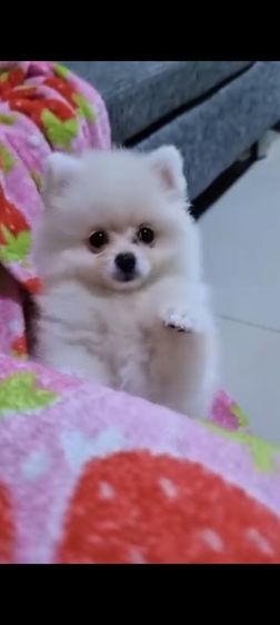 ปอมแท้ รูปที่ 3