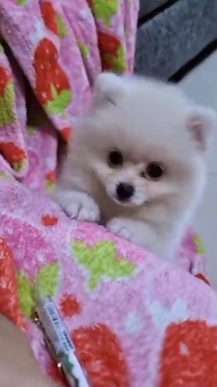 ปอมแท้ รูปที่ 4