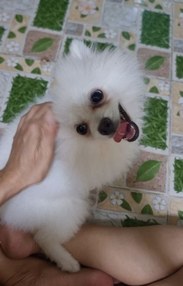 ปอมแท้ รูปที่ 5