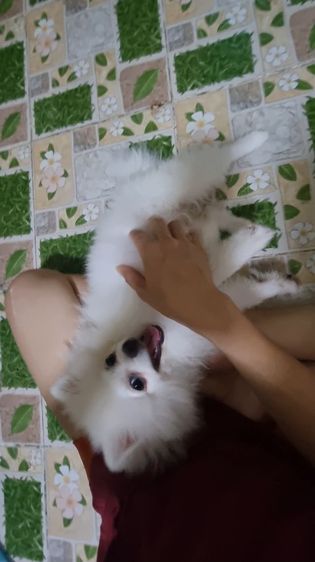 ปอมแท้ รูปที่ 7