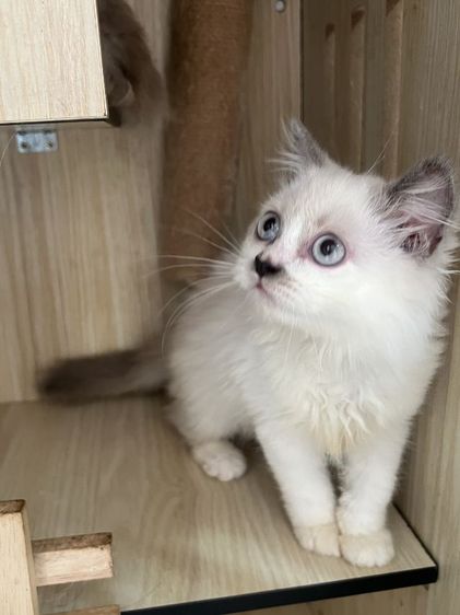 สก็อตติช รูปที่ 2