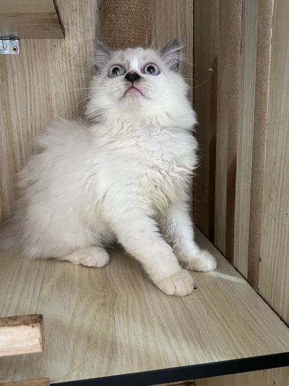 สก็อตติช