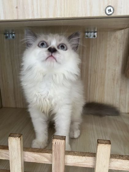 สก็อตติช รูปที่ 3