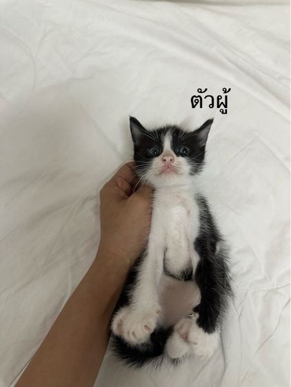 แมวไทย ฟรี