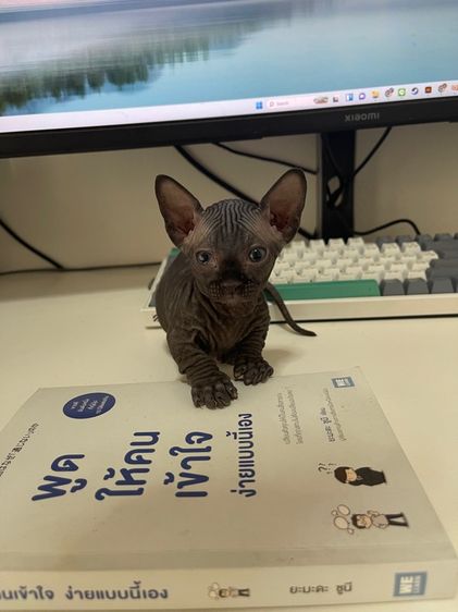 สฟิงซ์แบมบิโน่ขาสั้น รูปที่ 10