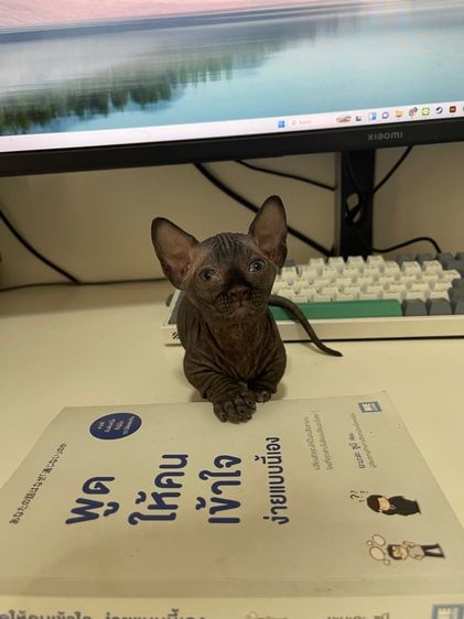 สฟิงซ์แบมบิโน่ขาสั้น รูปที่ 11