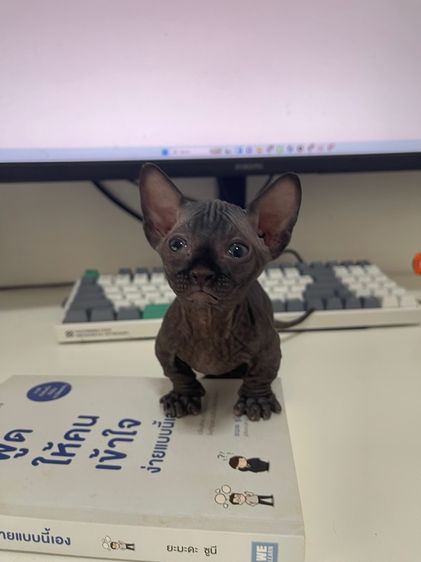 สฟิงซ์แบมบิโน่ขาสั้น รูปที่ 16