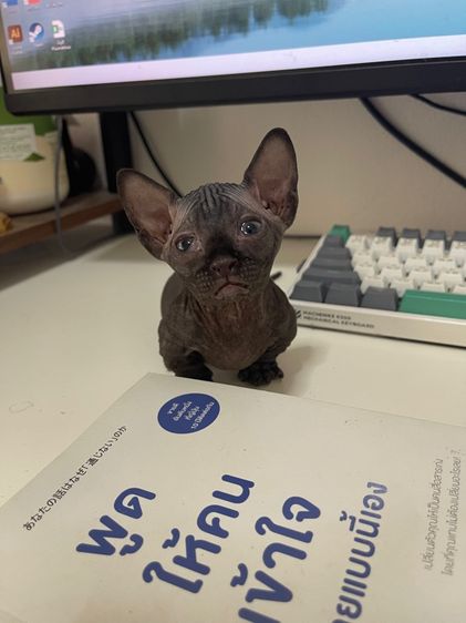 สฟิงซ์แบมบิโน่ขาสั้น รูปที่ 2