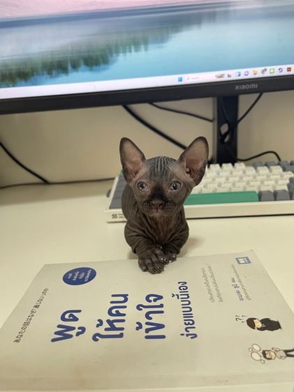 สฟิงซ์แบมบิโน่ขาสั้น รูปที่ 15