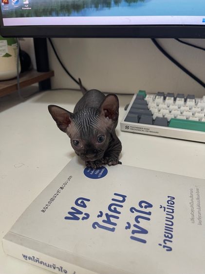 สฟิงซ์แบมบิโน่ขาสั้น รูปที่ 6