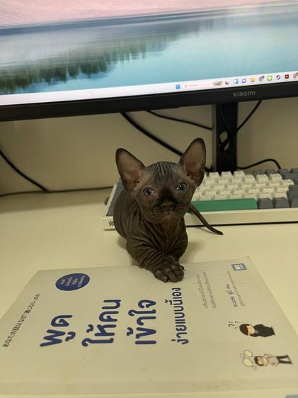 สฟิงซ์แบมบิโน่ขาสั้น รูปที่ 13