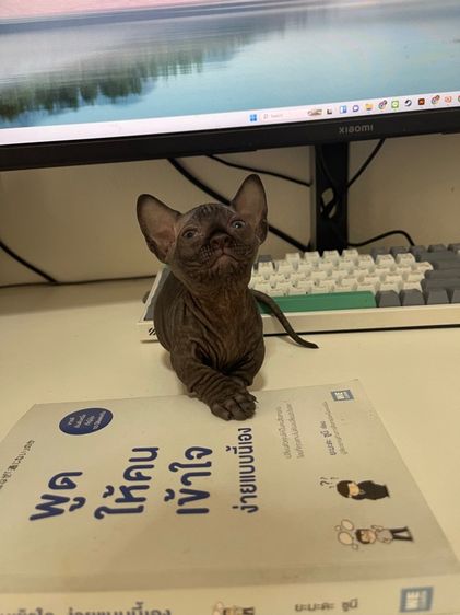 สฟิงซ์แบมบิโน่ขาสั้น รูปที่ 12