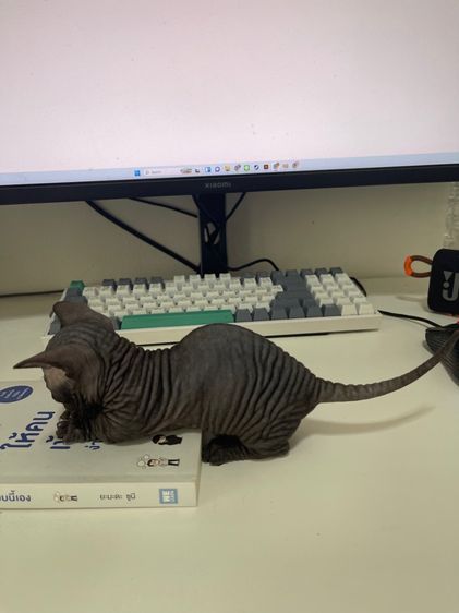 สฟิงซ์แบมบิโน่ขาสั้น รูปที่ 14