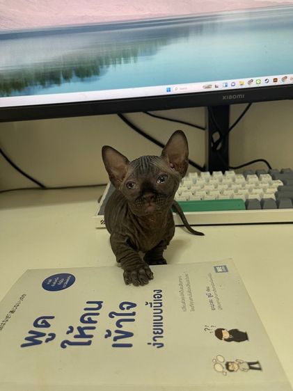 สฟิงซ์แบมบิโน่ขาสั้น รูปที่ 9