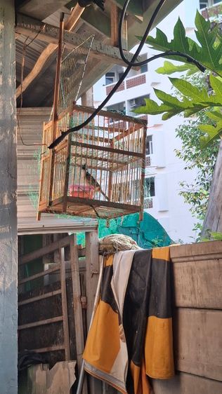 ขายกรงต่อนก รูปที่ 3