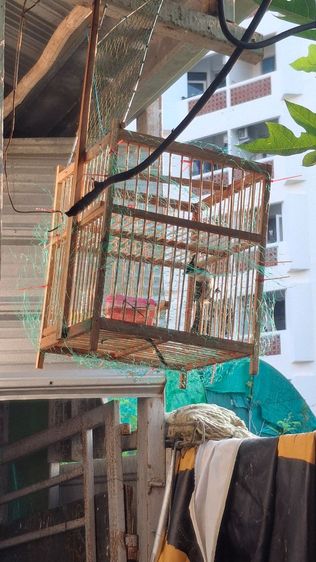 ขายกรงต่อนก