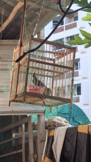 ขายกรงต่อนก รูปที่ 5