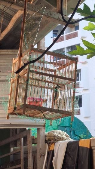 ขายกรงต่อนก รูปที่ 2