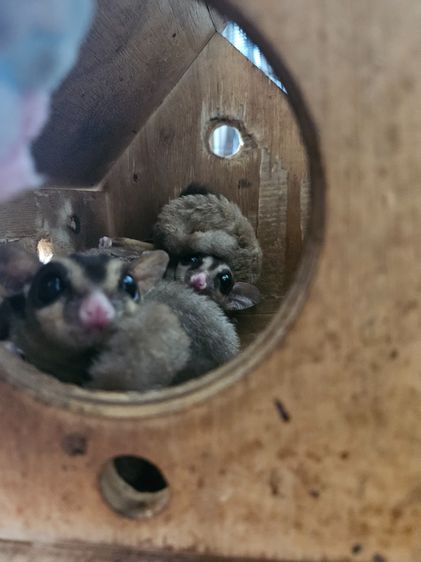 Sugar Glider
