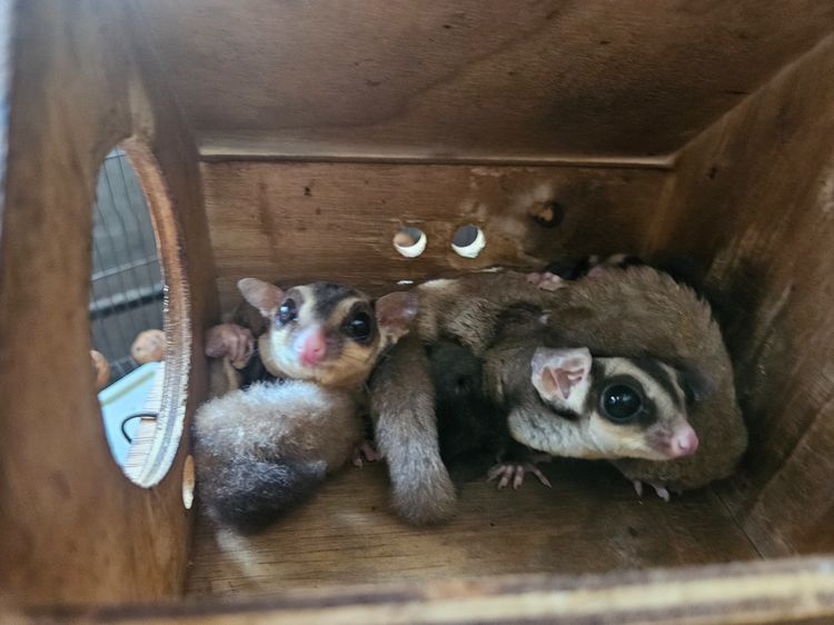 Sugar Glider รูปที่ 3